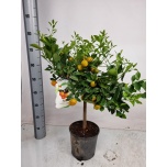 Citrus fortunella Kalamondiinipuu 21cm