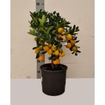 Citrofortunella x microcarpa 22cm