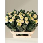 Chrysanthemum Krüsanteem BL Boris Becker 90g*10