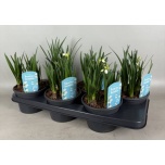 Leucojum aestivum 15cm