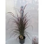 Pennisetum Hiidhirss rubrum