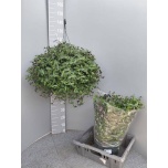 Scaevola Tiiviklill aemula 27cm