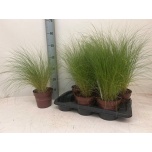 Stipa Stepirohi tenuifolia 17cm