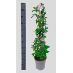 Passiflora Kannatuslill amethyst beauty 21cm