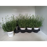 Lavandula Lavendel inte edelweiss 12cm