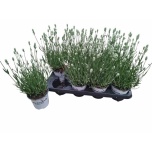 Lavandula Lavendel inte edelweiss 12cm
