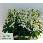 Cleome Ämbliklill helen campbell 80cm