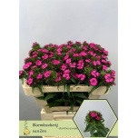 Dianthus Nelk BR Purper 50cm