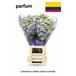 Limonium Parkjuur ov 80cm