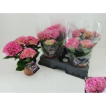 Hydrangea Hortensia macr other 14cm