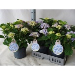 Hydrangea Hortensia macr other 23cm