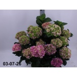 Hydrangea Hortensia macr other 28cm