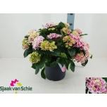 Hydrangea other 29cm