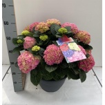 Hydrangea other 30cm