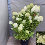 Hydrangea Hortensia pani Limelight 32cm