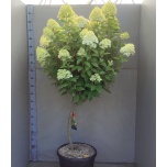 Hydrangea Hortensia pani Limelight 43cm h170