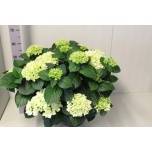 Hydrangea Hortensia macr Schneeball 30cm