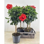 Hibiscus other 19cm