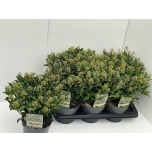 Skimmia japo godries dwarf 17cm