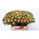 Callistephus Aedaster Mats Apricot 45cm