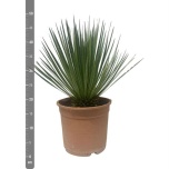 Yucca rostrata 24cm
