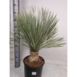 Yucca Tääkliilia rostrata 28cm