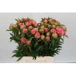 Paeonia Pojeng Coral Charm 40cm