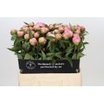 Paeonia Pojeng Catharina Fontijn 60cm