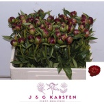 Paeonia Pojeng Buckeye Belle 50cm