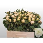 Paeonia Pojeng Duchesse de Nemours 45cm
