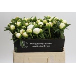 Paeonia Pojeng Duchesse de Nemours 55cm
