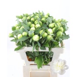 Paeonia Pojeng Duchesse de Nemours 55cm