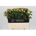 Paeonia Pojeng Duchesse de Nemours 55cm