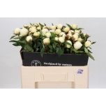 Paeonia Pojeng Duchesse de Nemours 55cm