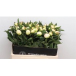 Paeonia Pojeng Duchesse de Nemours 55cm