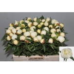 Paeonia Pojeng Duchesse de Nemours 55cm