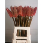 Kniphofia Tõrvikliilia Alcazar  60cm