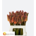 Kniphofia Tõrvikliilia Alcazar  60cm