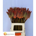 Kniphofia Tõrvikliilia alcazar 65cm