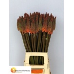 Kniphofia alcazar 75cm