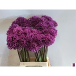 Allium Lauk Purple Sensation 60cm
