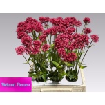 Centranthus ruber 45cm