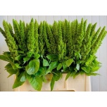 Amaranthus Rebashein ov 60cm