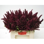 Amaranthus Rebashein ov 60cm
