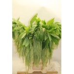 Amaranthus Rebashein ov 80cm