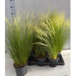 Stipa tenuissima ponytails 17cm