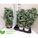 Eucalyptus cinerea 17cm