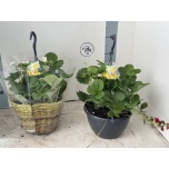 Fragaria Maasikas anan fragoo f1 pink 25cm