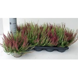 Calluna vulg Kanarbik garden girls twin girls 12cm