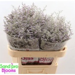 Limonium Parkjuur V Misty Blue 70cm